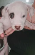 Docinho