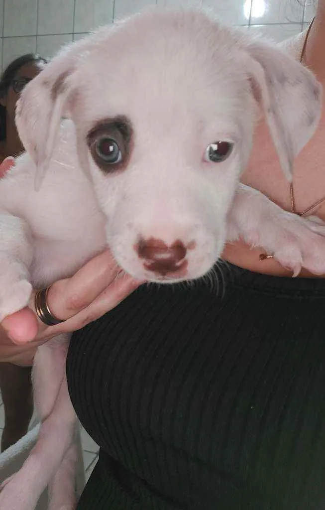Cachorro raça SRD idade 2 a 6 meses nome Docinho