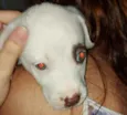 Docinho