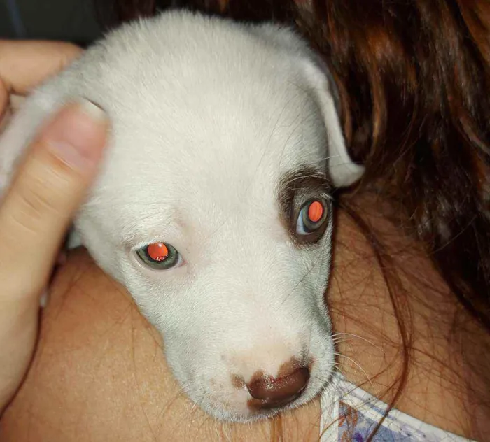 Cachorro raça SRD idade 2 a 6 meses nome Docinho