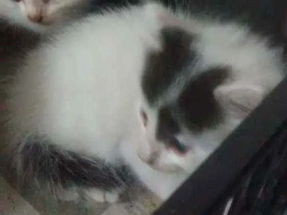 Gato ra a Vira-lata idade Abaixo de 2 meses nome Não tem