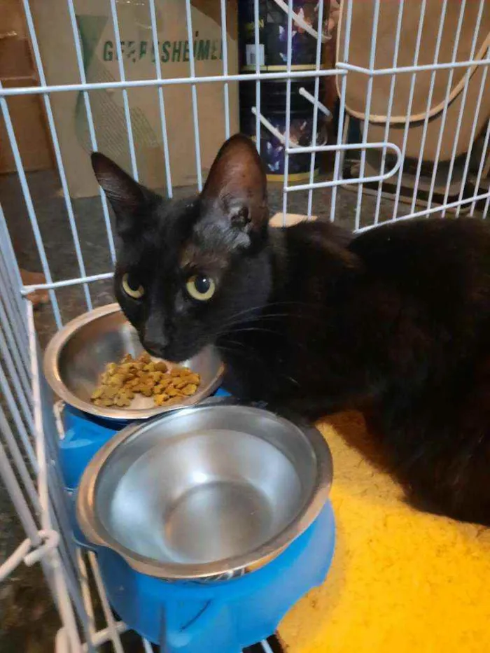 Gato ra a S.R.D. idade 7 a 11 meses nome Amora