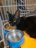 Amora