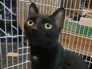 Gato raça S.R.D. idade 7 a 11 meses nome Amora