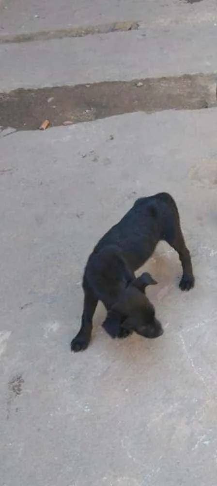 Cachorro ra a SRD idade 2 a 6 meses nome Sem nome