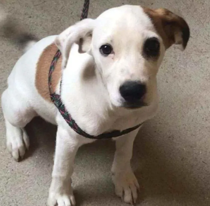 Cachorro ra a SRD idade 2 a 6 meses nome Zeus