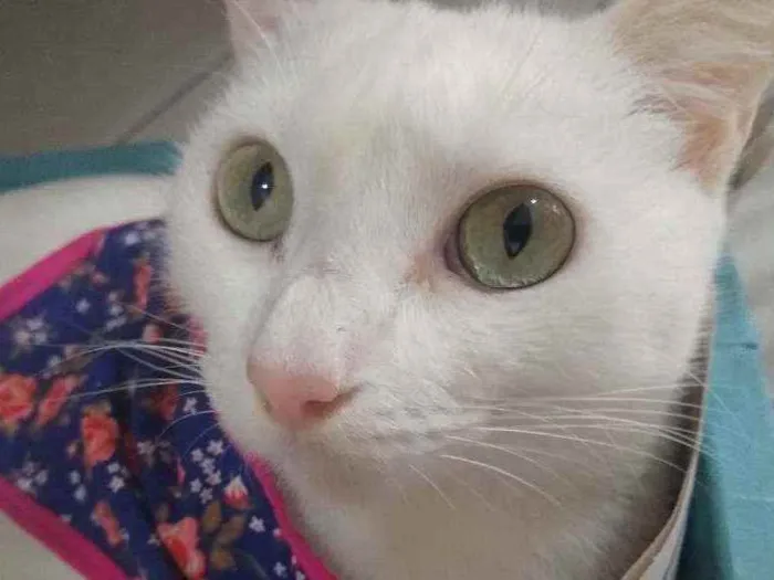 Gato raça Srd idade 7 a 11 meses nome Jadhe