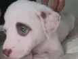 Docinho