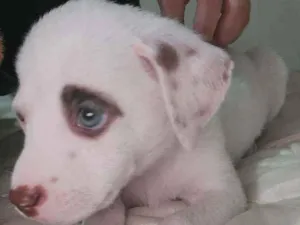 Cachorro raça SRD idade 2 a 6 meses nome Docinho