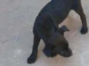 Cachorro raça SRD idade 2 a 6 meses nome Sem nome