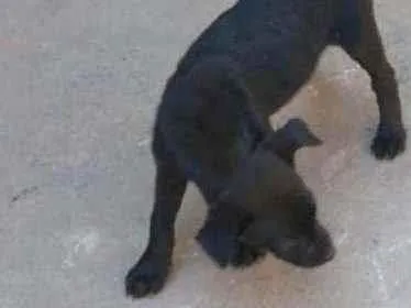 Cachorro ra a SRD idade 2 a 6 meses nome Sem nome