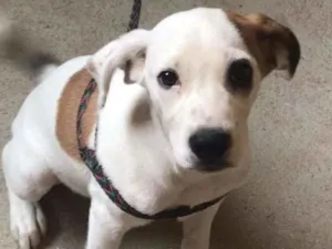 Cachorro raça SRD idade 2 a 6 meses nome Zeus