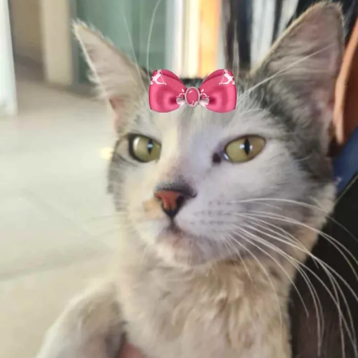 Gato ra a Mestiça  idade 2 a 6 meses nome Pérola 