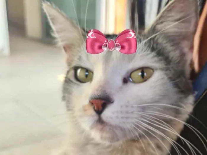 Gato ra a Mestiça  idade 2 a 6 meses nome Pérola 