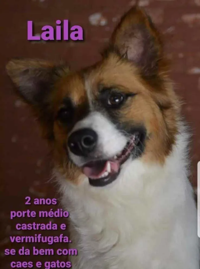 Cachorro ra a SRD idade 2 anos nome Laila