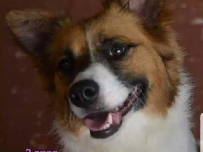 Cachorro ra a SRD idade 2 anos nome Laila