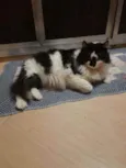 Bruno