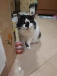 Bruno