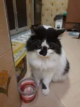 Bruno