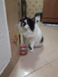 Bruno