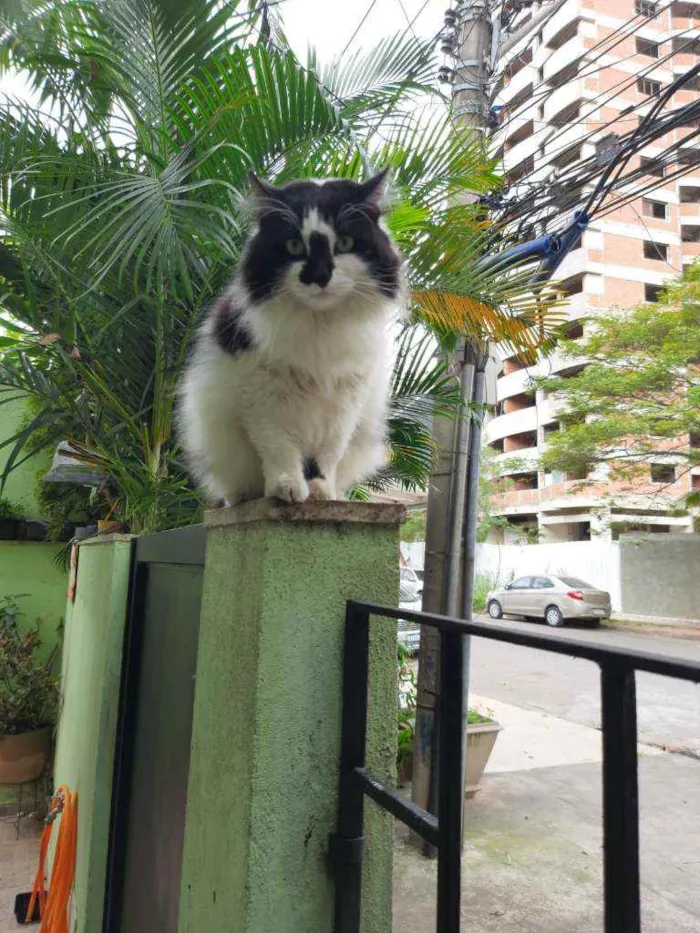 Gato ra a SRD idade 3 anos nome Bruno
