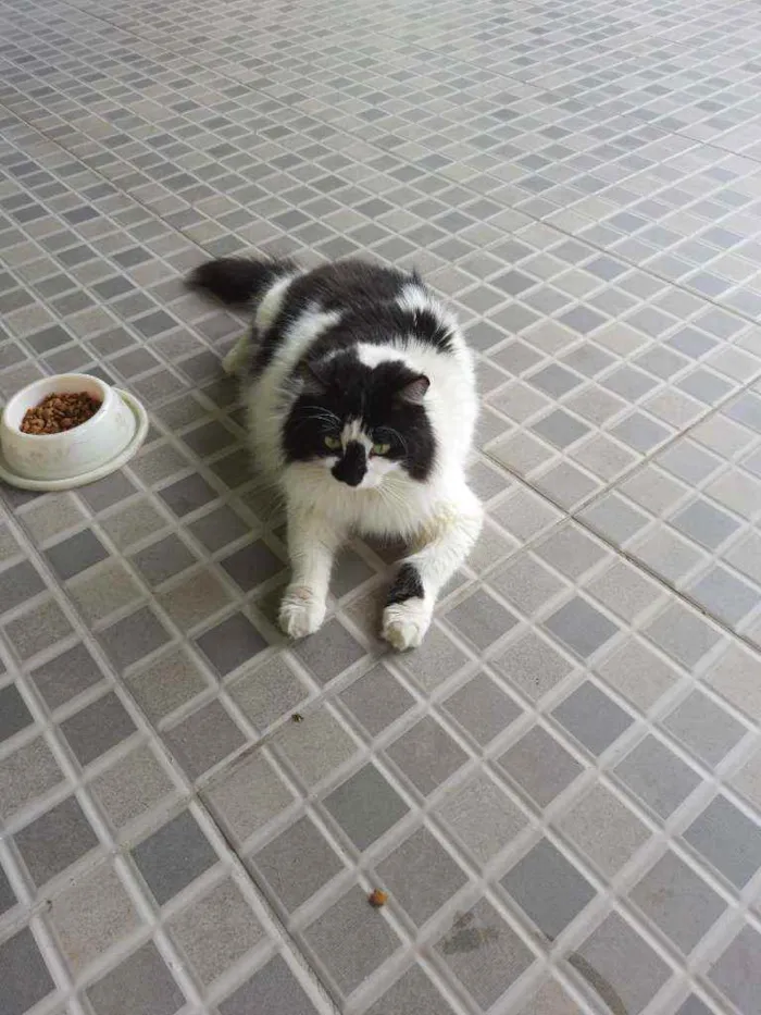 Gato ra a SRD idade 3 anos nome Bruno