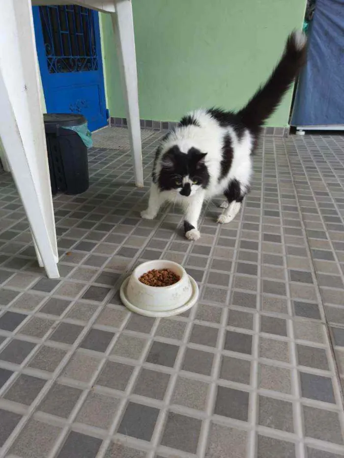 Gato ra a SRD idade 3 anos nome Bruno