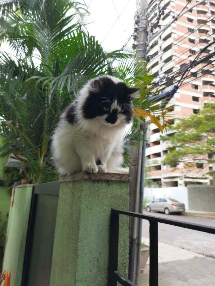Gato ra a SRD idade 3 anos nome Bruno