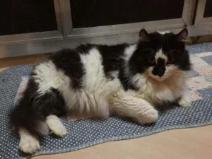 Gato raça SRD idade 3 anos nome Bruno