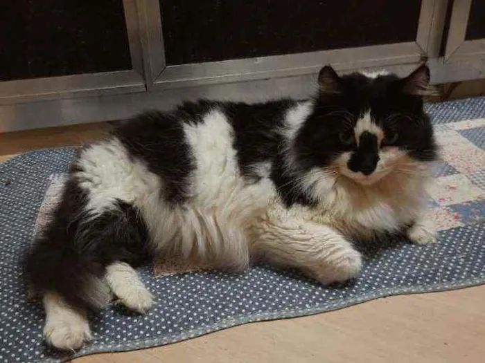 Gato ra a SRD idade 3 anos nome Bruno