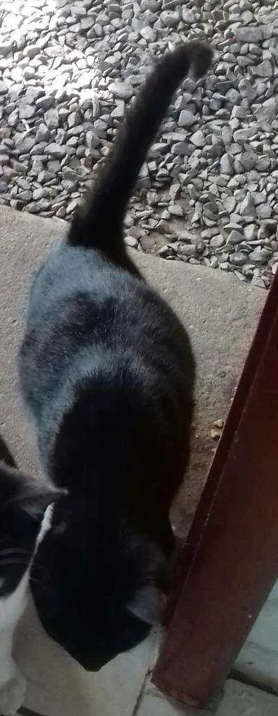 Gato raça  idade  nome Sem nome