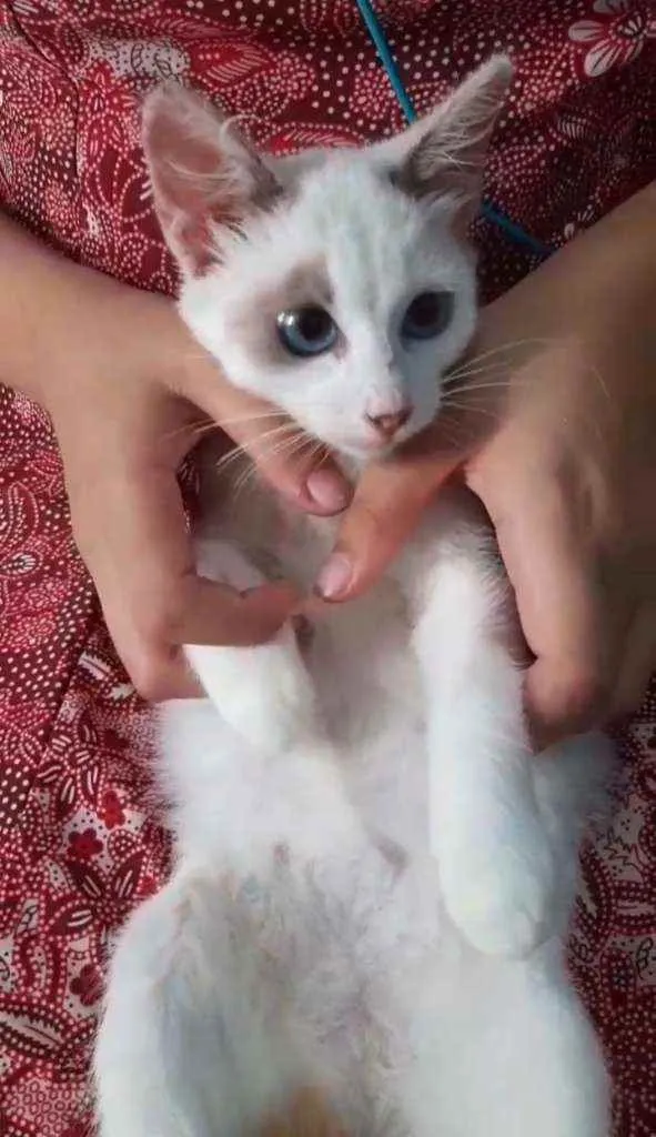 Gato ra a SEM RAÇA DEFINIDA.  idade 2 a 6 meses nome SEM NOME.