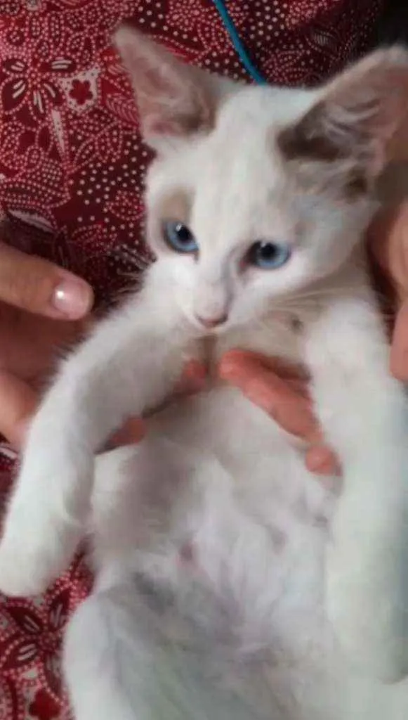 Gato ra a SEM RAÇA DEFINIDA.  idade 2 a 6 meses nome SEM NOME.