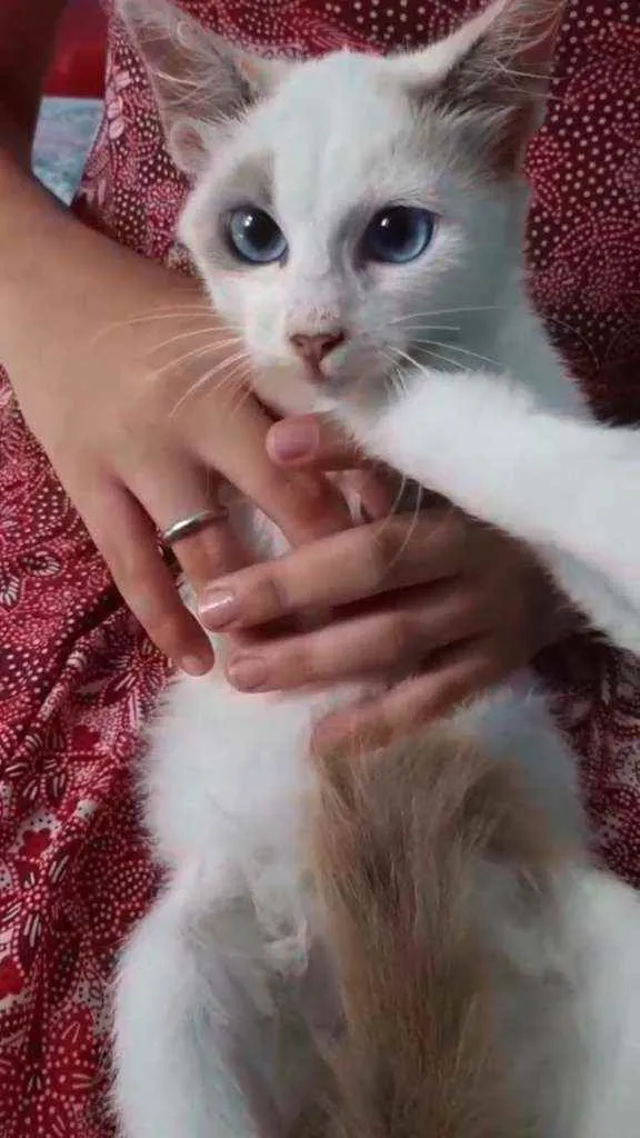 Gato ra a SEM RAÇA DEFINIDA.  idade 2 a 6 meses nome SEM NOME.