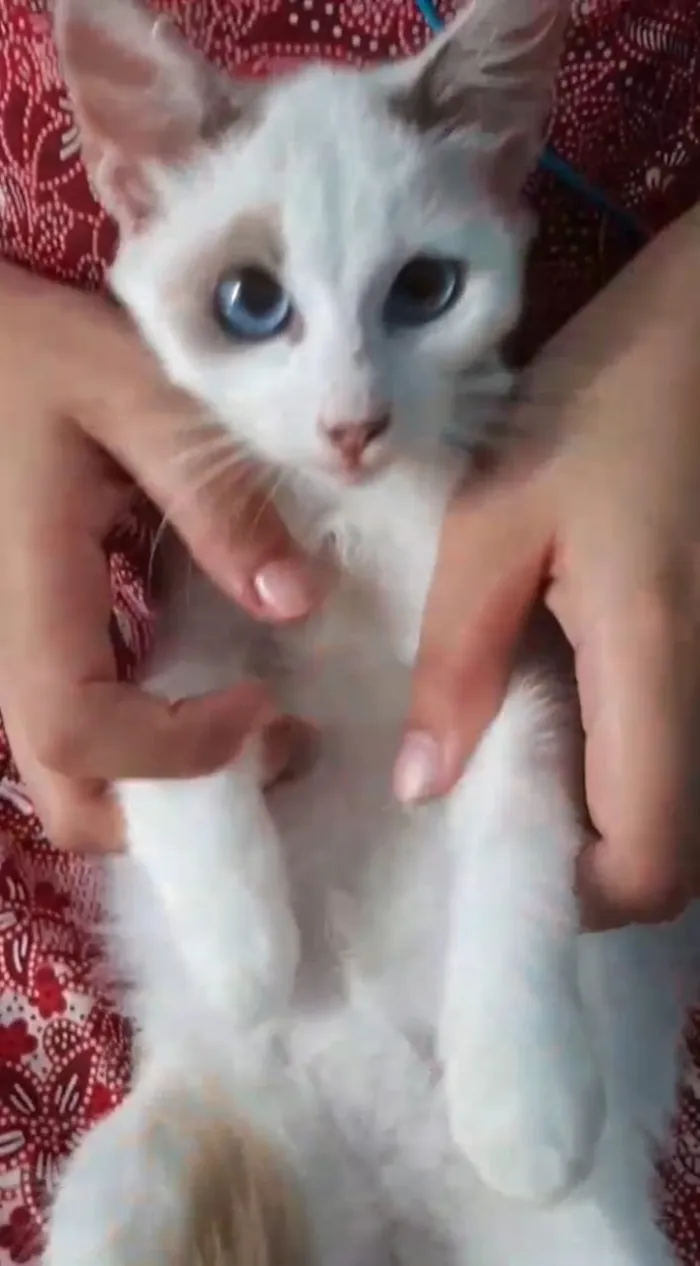 Gato ra a SEM RAÇA DEFINIDA.  idade 2 a 6 meses nome SEM NOME.
