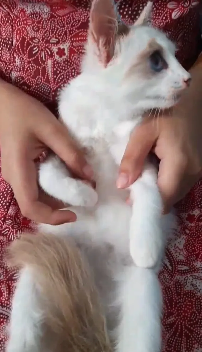 Gato ra a SEM RAÇA DEFINIDA.  idade 2 a 6 meses nome SEM NOME.