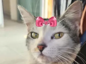 Gato raça Mestiça  idade 2 a 6 meses nome Pérola 
