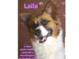Laila