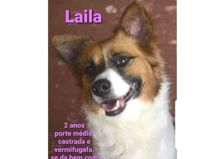 Cachorro ra a SRD idade 2 anos nome Laila