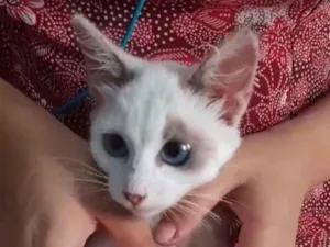 Gato raça SEM RAÇA DEFINIDA.  idade 2 a 6 meses nome SEM NOME.