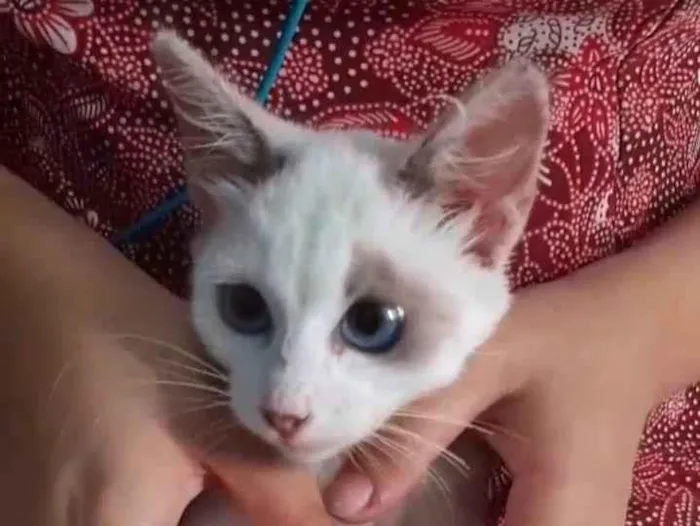 Gato ra a SEM RAÇA DEFINIDA.  idade 2 a 6 meses nome SEM NOME.