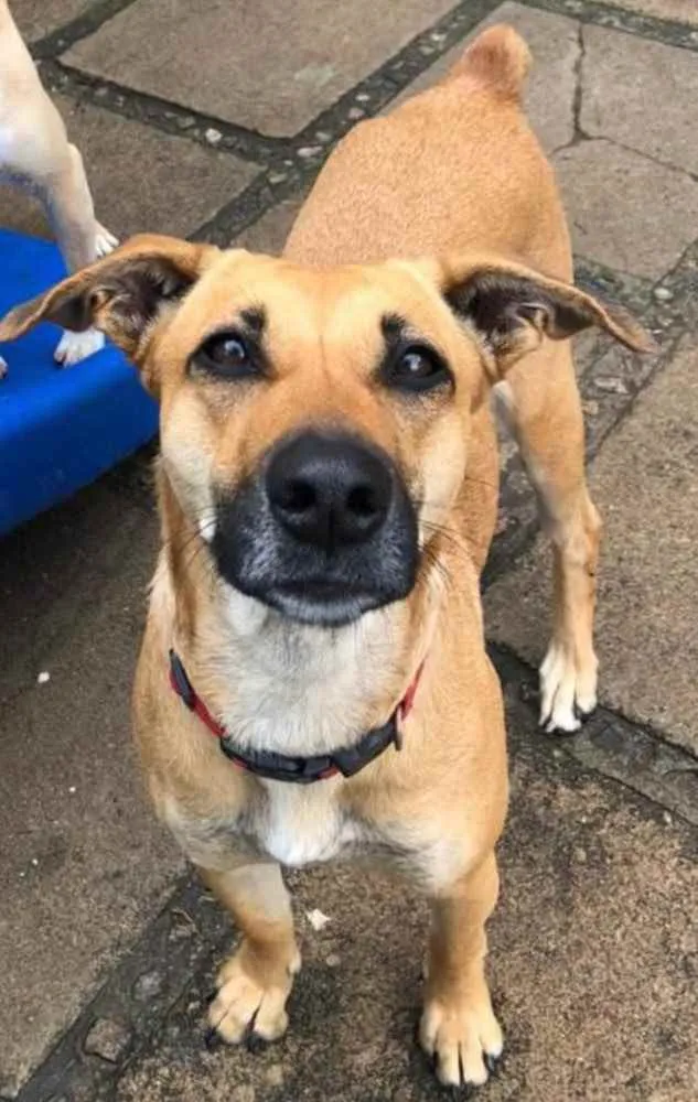 Cachorro ra a SRD-ViraLata idade 3 anos nome Natalina