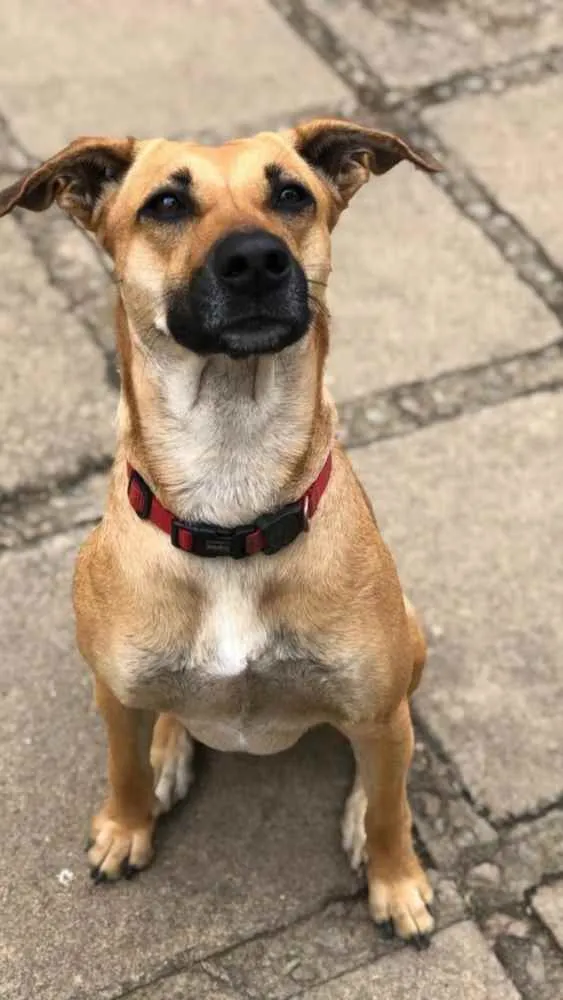 Cachorro ra a SRD-ViraLata idade 3 anos nome Natalina