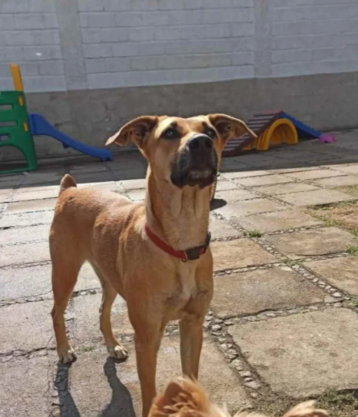 Cachorro ra a SRD-ViraLata idade 3 anos nome Natalina