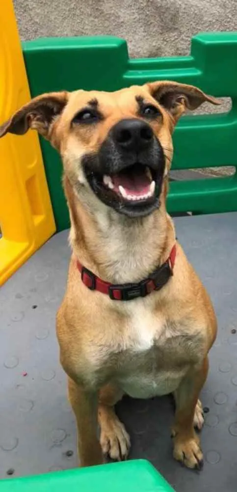 Cachorro ra a SRD-ViraLata idade 3 anos nome Natalina