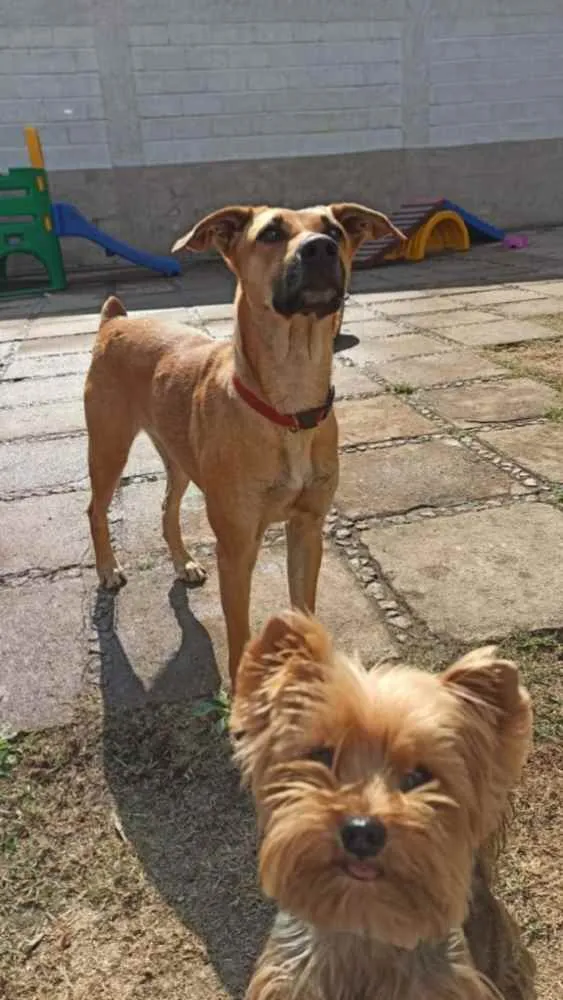 Cachorro ra a SRD-ViraLata idade 3 anos nome Natalina