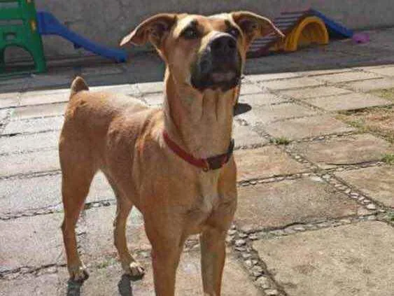 Cachorro ra a SRD-ViraLata idade 3 anos nome Natalina