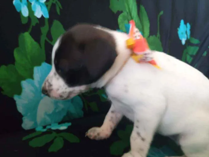 Cachorro ra a Vira latas idade Abaixo de 2 meses nome Zozô