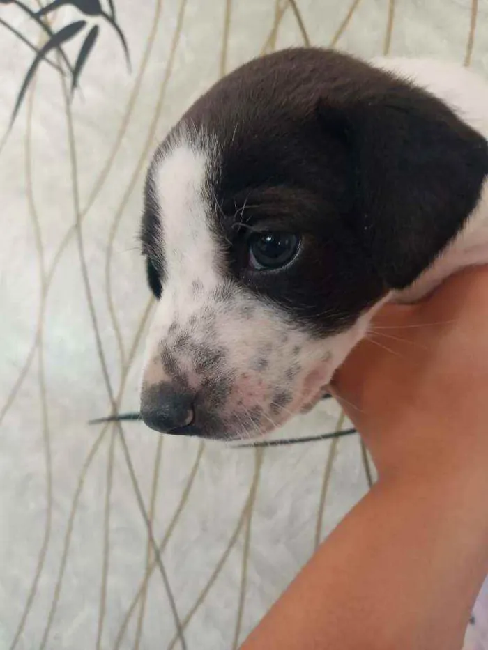 Cachorro ra a Vira latas idade Abaixo de 2 meses nome Zozô