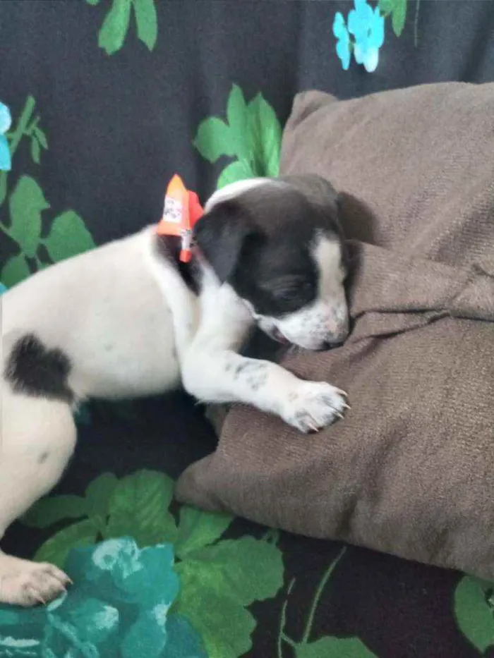 Cachorro ra a Vira latas idade Abaixo de 2 meses nome Zozô